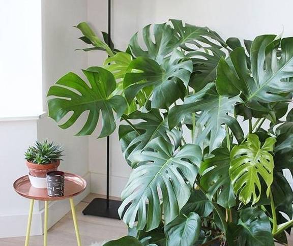 龟背竹怎么养又肥又大 2d7d57f41d424cf8ade3ac77964863cc.jpeg