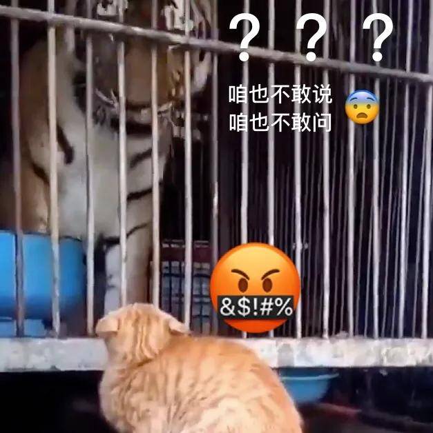 猫：管它什么生物，老子都敢盘！！