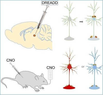 转基因|DREADDs技术
