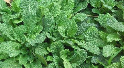 婆婆丁野菜作用 23dbdb49283347e29271b3d20343fb8f.jpeg