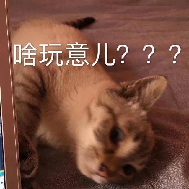 猫咪表情包合集|嗨,在吗?在吗?在吗?