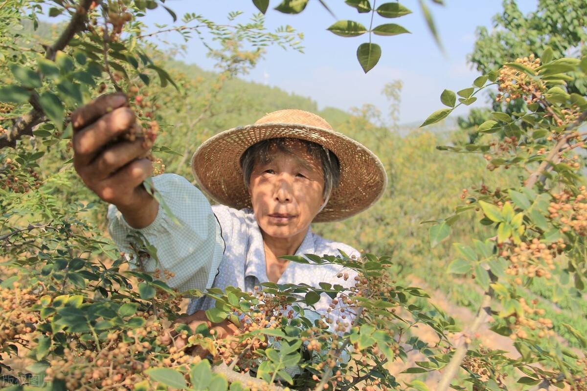 摘花椒手过敏怎么办