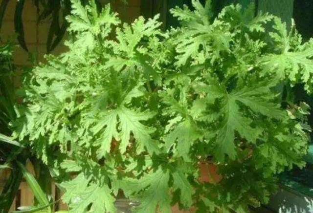 蚊子|谁是坑娃NO.1？家长快看看中招过几个不靠谱驱蚊方式大盘点