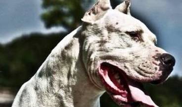 原创纯种阿根廷杜高犬多少钱一只血统杜高犬什么价格