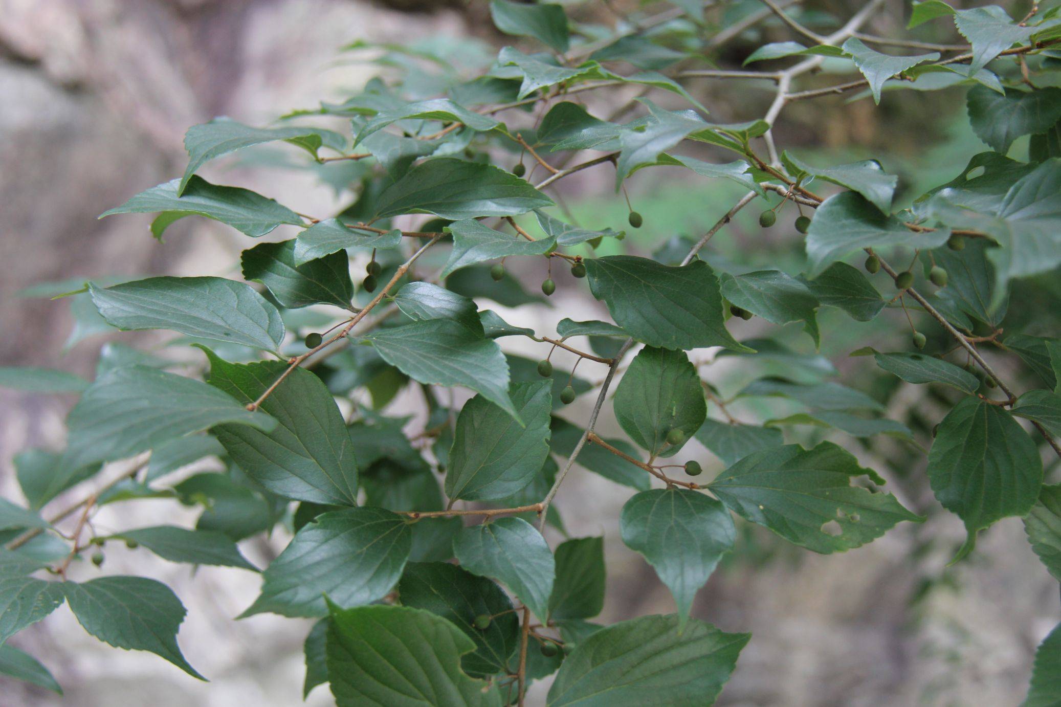 庆元植物1267-榆科-朴属-紫弹树