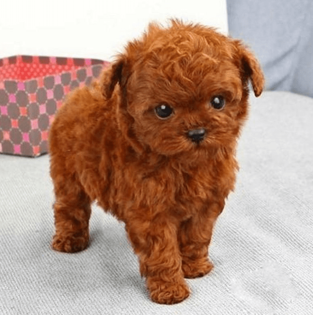 为什么泰迪犬要挑红棕色的?理由有4个