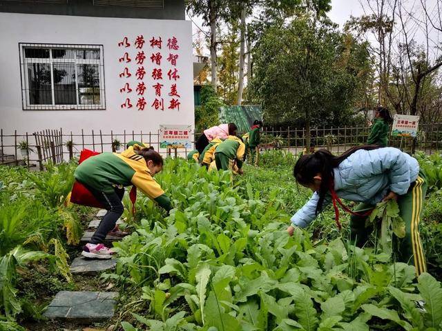 都江堰市友爱学校丨课题研究引领劳动教育友爱师生共绘五彩世界