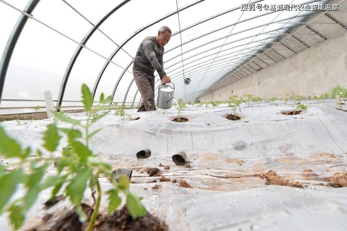 温度达到多少才能算合格的冬暖式日光温室大棚,暖棚建造参考指南_手机