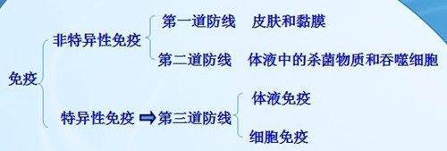 抗体|乙肝特异性研究，自然感染过程，两项抗体和B细胞数量功能相关