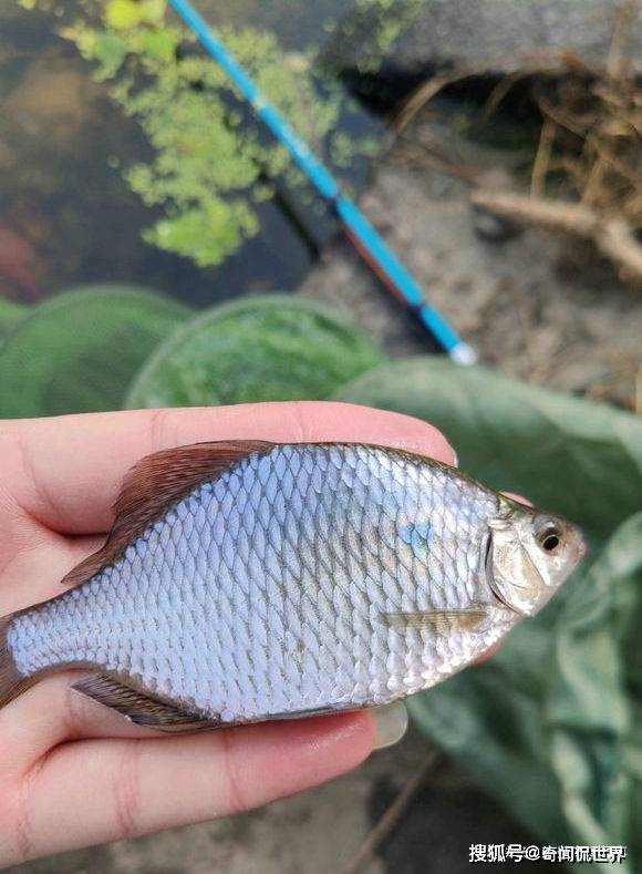 原创奇闻:这种鱼在河里大量繁殖,当地人不食用,快要成灾了