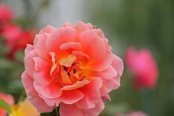 什么花最好养不挑地方 0a1fd08f233a43b7b16739f655ea15d4.jpeg
