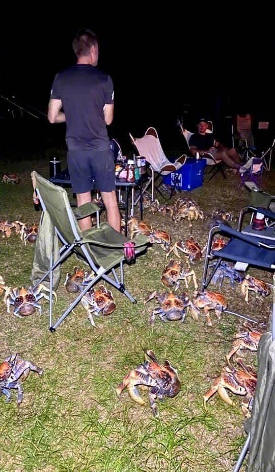 大螃蟹|可惜不敢吃直流口水！家庭烧烤时爬来50多只大螃蟹