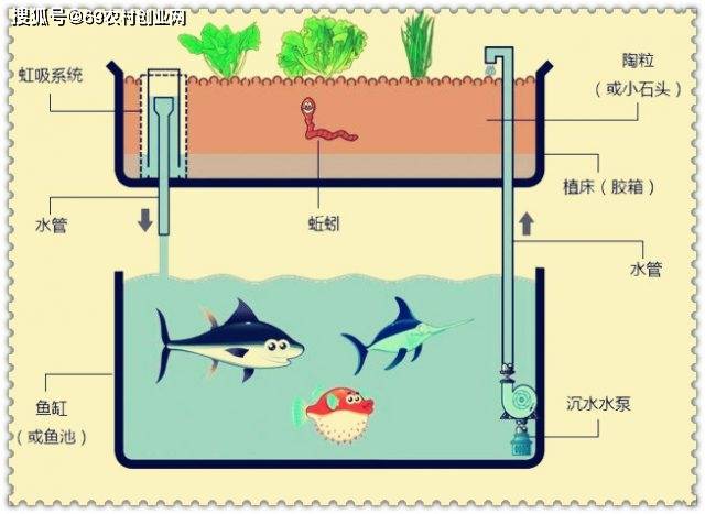 生态循环农业创客课程:搭建,测试"鱼菜共生"生态系统