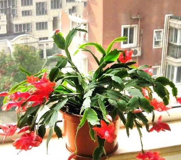 怎么养蟹爪兰长得快叶厚 97a133d86b5f44559026cb9b6c3cf582.jpeg