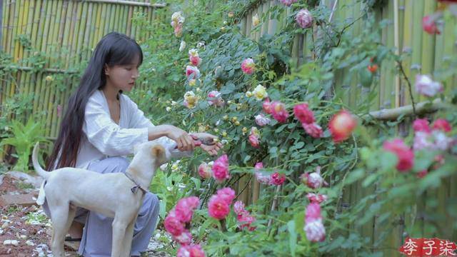 田园|李子柒演绎的田园生活，被如此糟蹋，真的就不戳心么？