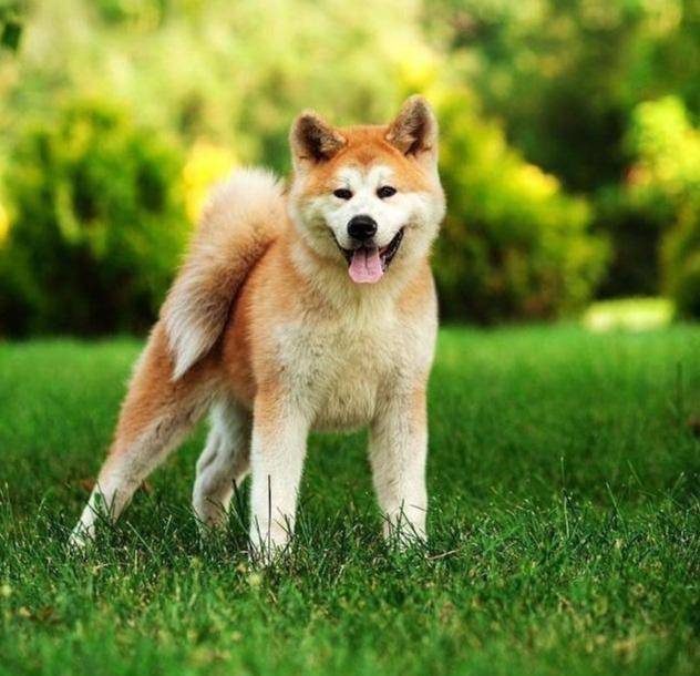 笑容极具治愈系的秋田犬,让人太爱了,可你真的适合饲养它吗?