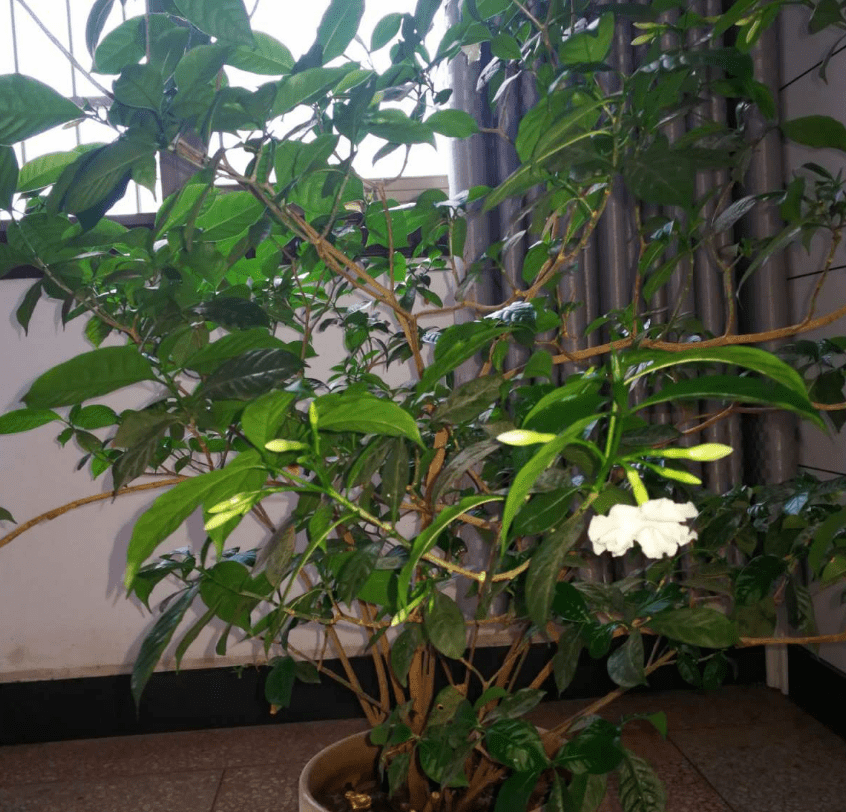 狗牙花很美就是爱落蕾细节被忽略怎么养也不好