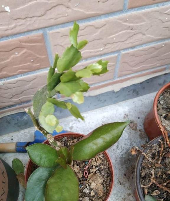 几月份嫁接蟹爪莲 36acb43cc1f64041ad602bb070bf0039.jpeg