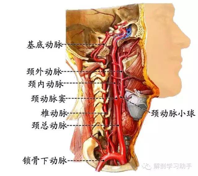 解剖&影像 | 颅底和脑的血管_动脉