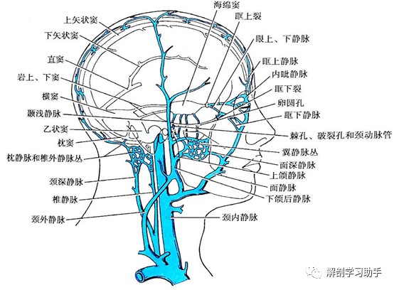 解剖影像 颅底和脑的血管_动脉