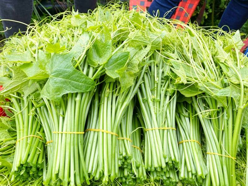 贵州省第一届蔬菜产业技能大赛之佛手瓜采摘比赛开赛