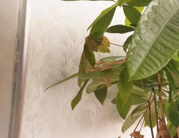 发财树绿植黄叶怎么处理 00d7391c52524844a6e783e51cc37421.jpeg