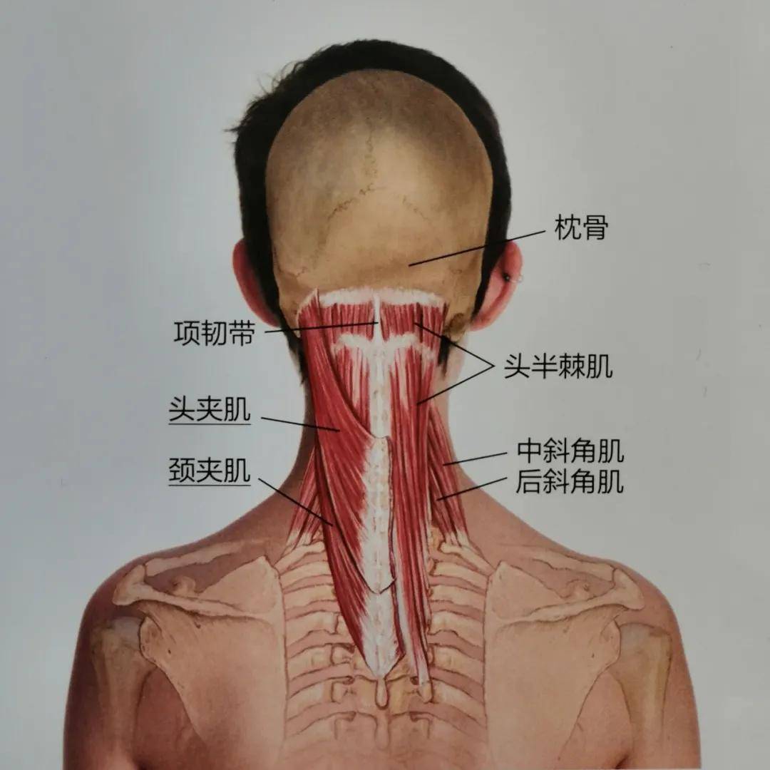 图1-3-34 颈深层肌-新编人体解剖学-医学