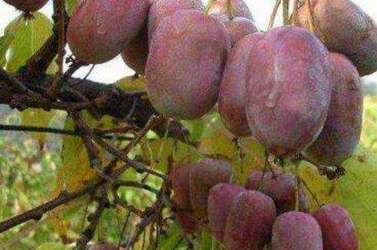 冰箱|冰箱冻不死，见土就活，可以试种一颗我国最好吃的水果