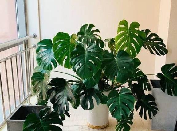 龟背竹怎么养才能养得粗壮 a67a99422f0b4183a2395e192cbc1e02.jpeg