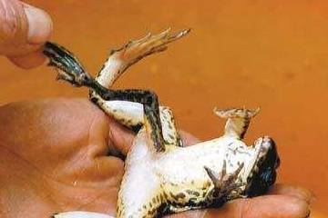 青蛙寿命一般是多少 7318a66ee0b0446eba36a89481151a15.jpeg