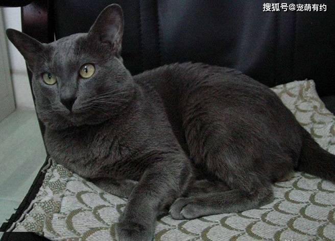 俄罗斯蓝猫繁育者就用暹罗猫与俄罗斯蓝猫混血,因此,俄罗斯蓝猫便跟