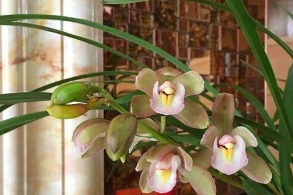 蝴蝶兰夏天怎么浇水视频 4626efdbe0d847e2a98163ba430b67ad.jpeg