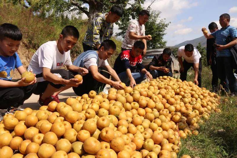 哈喇河镇大黄梨种植历史已逾百年,是中国八大名梨之一,也是中国沙梨