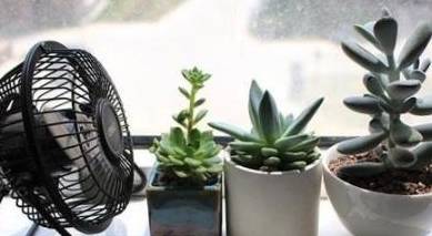 多肉怎样度过高温期 430f9402396d4d40821d5f47229d18b4.jpeg