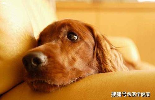 怎么看小狗是不是感冒了 bdfff5c4feb8496d9fabb44b6f881edf.jpeg