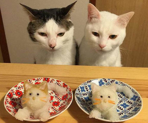 一只猫咪的寿命有多长 ce0dcfa8d60841bc827ca36fcc1654f2.jpeg