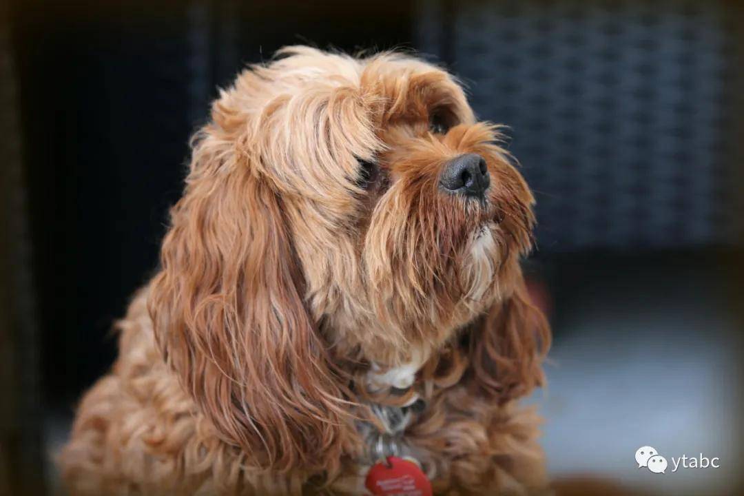 cavoodles photo by marvin meyer on unsplash