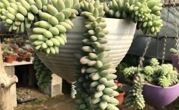 玉缀多肉怎么施肥 3375fd2d75204753bfcbebc936cf5ae8.jpeg