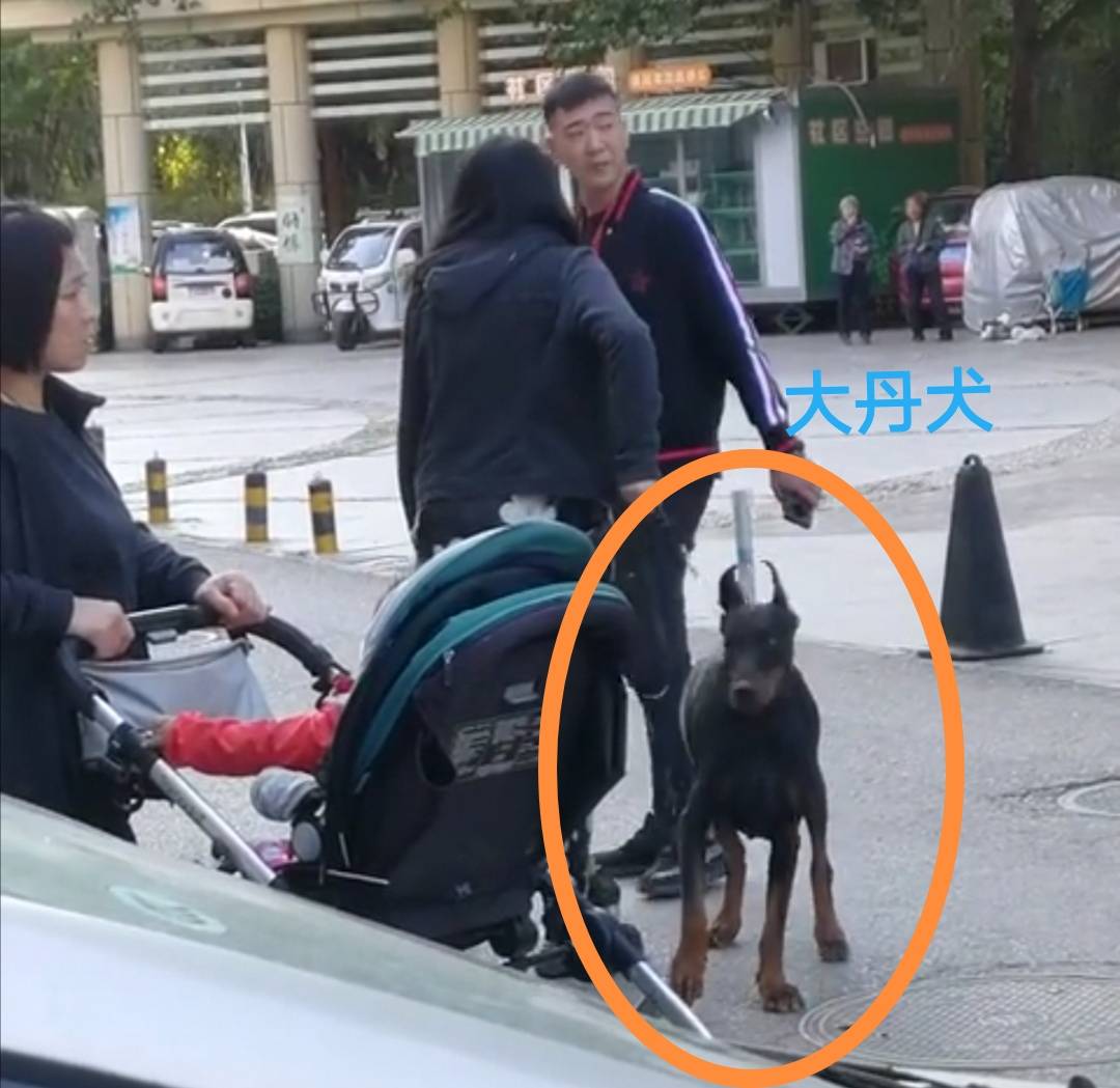 巨型烈性犬|女子遛巨型烈性犬不拴绳吓到大妈，女主人疯狂叫嚣：吓死你