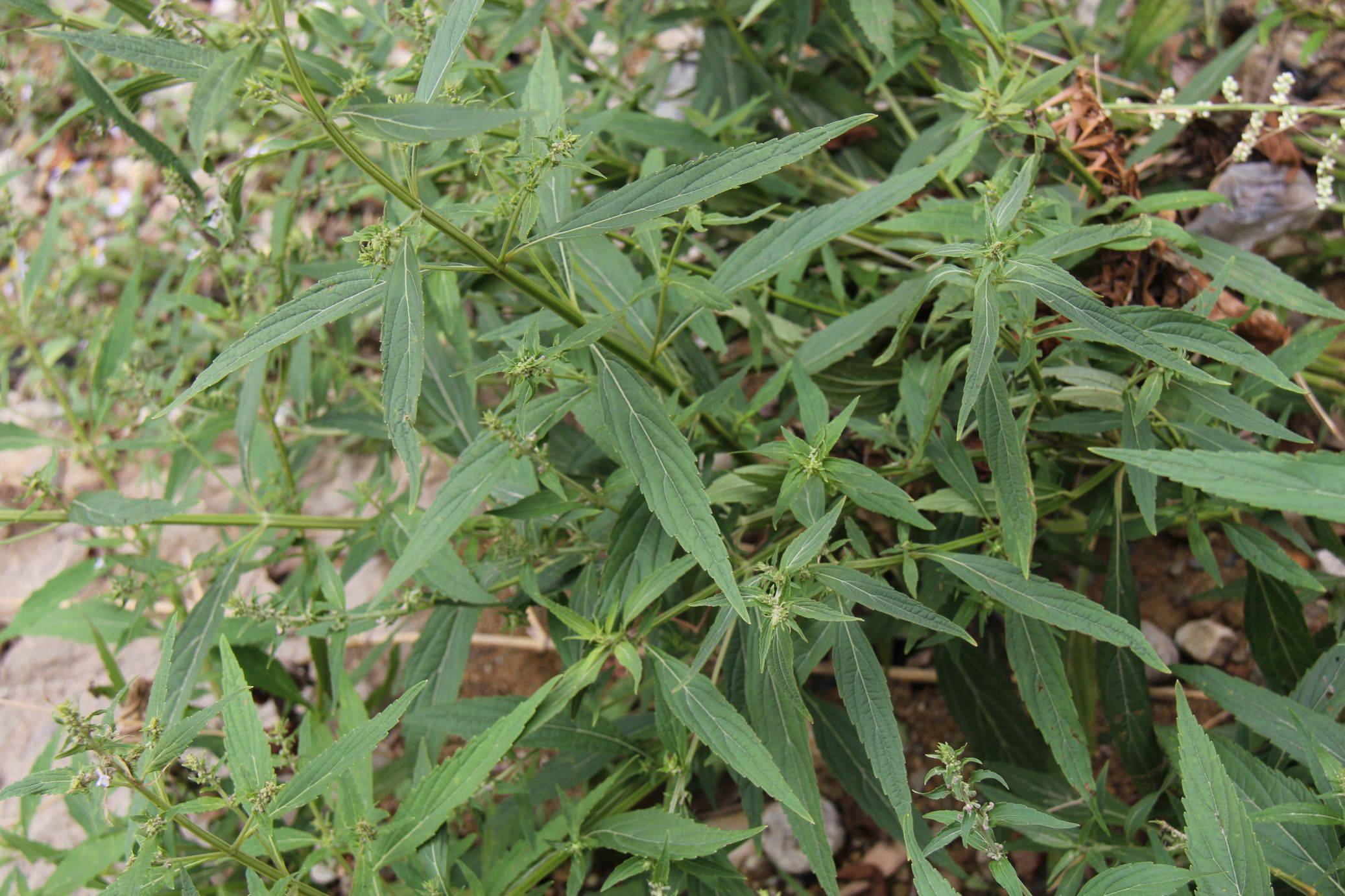 庆元植物1281-唇形科-香茶菜属-显脉香茶菜