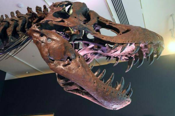 历史|霸王龙“史丹”拍出预估价格四倍