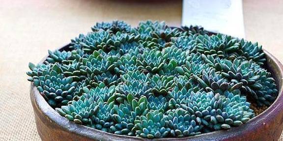 多肉叶插苗怎么移盆 2bce32633bc141b8b4f29f312eda3029.jpeg