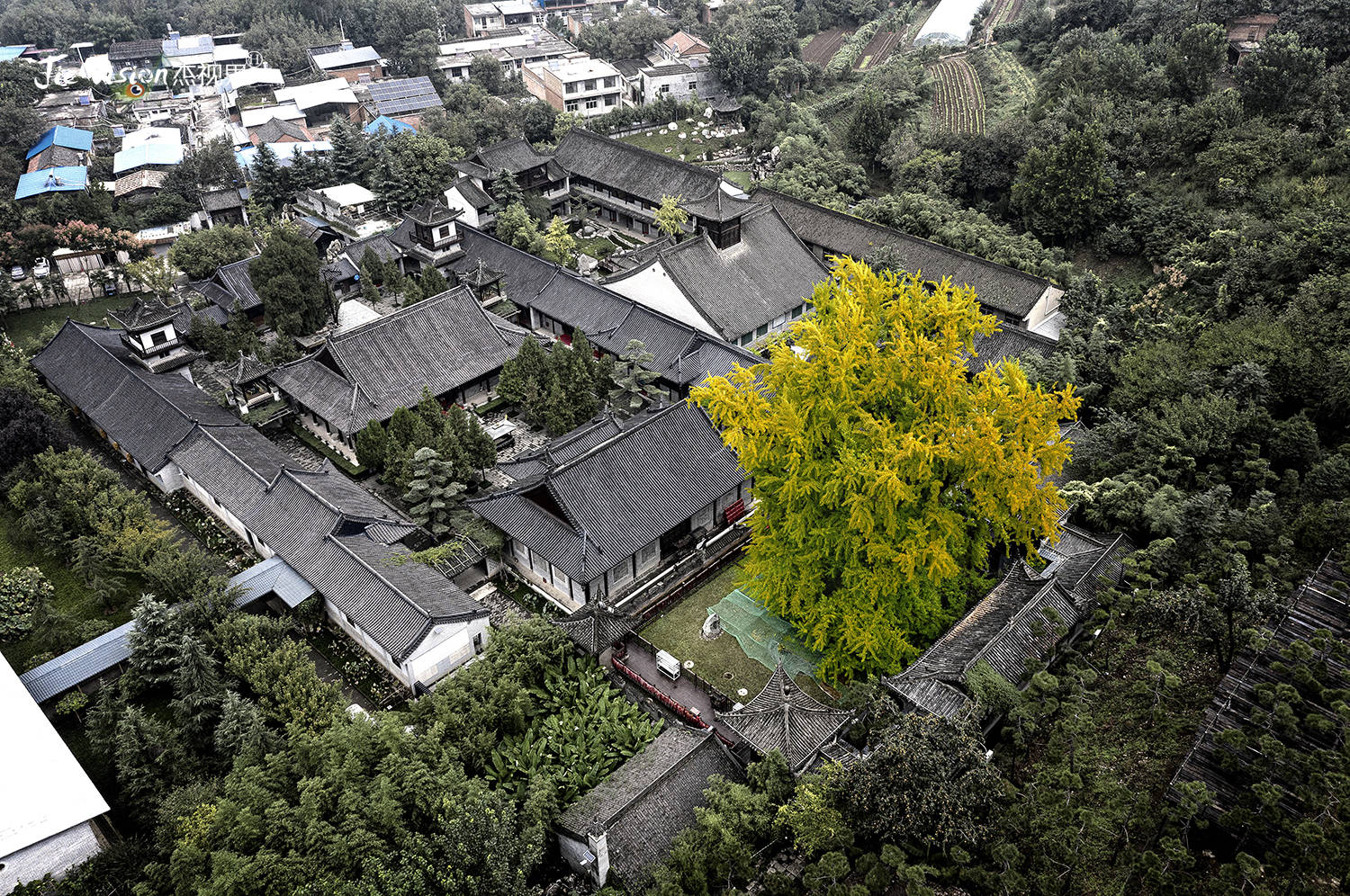 禅寺|1400年历史银杏树与观音禅寺相伴相生 背后的故事让人称奇