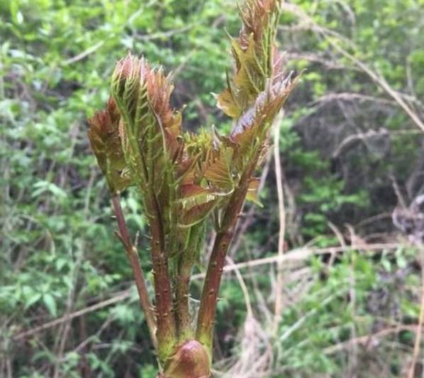 原创四川的春天野菜长遍地,很多外地人不认识的,四川人一看就嘴馋