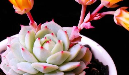 多肉烂根怎么处理才能恢复 b5d2ffafa060489fa95603adecfc1242.jpeg