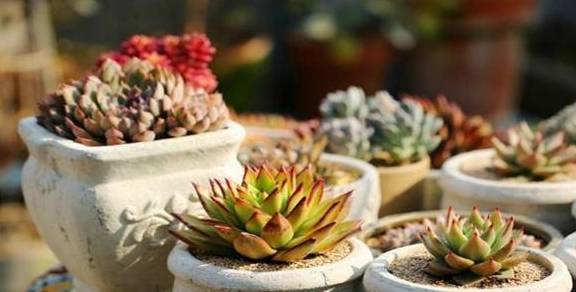 多肉怎么配土养护 1b2bba89456c406ba89cc24a7f20d72c.jpeg