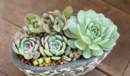 夏天多肉植物怎么淋水 348d4cad5ac9413a921995e8d85c36aa.jpeg