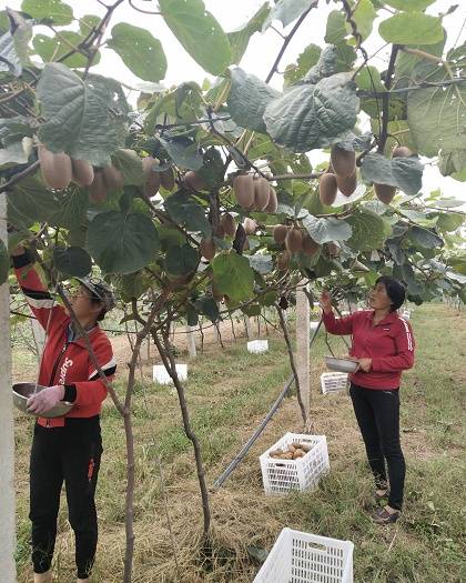 小小猕猴桃 铺就致富路