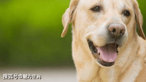 什么犬不宁成语_成语故事简笔画(3)