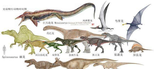 网友绘制各种古生物"合体图",比例鲜明,看看古生物谁大谁小